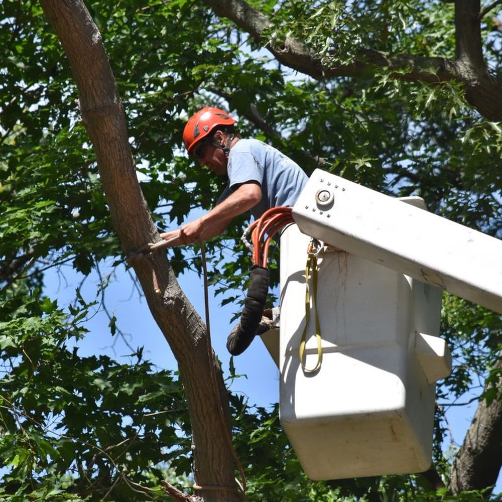 tree cutting service