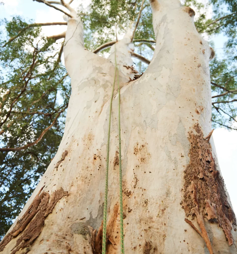 Plateau-Trees removal