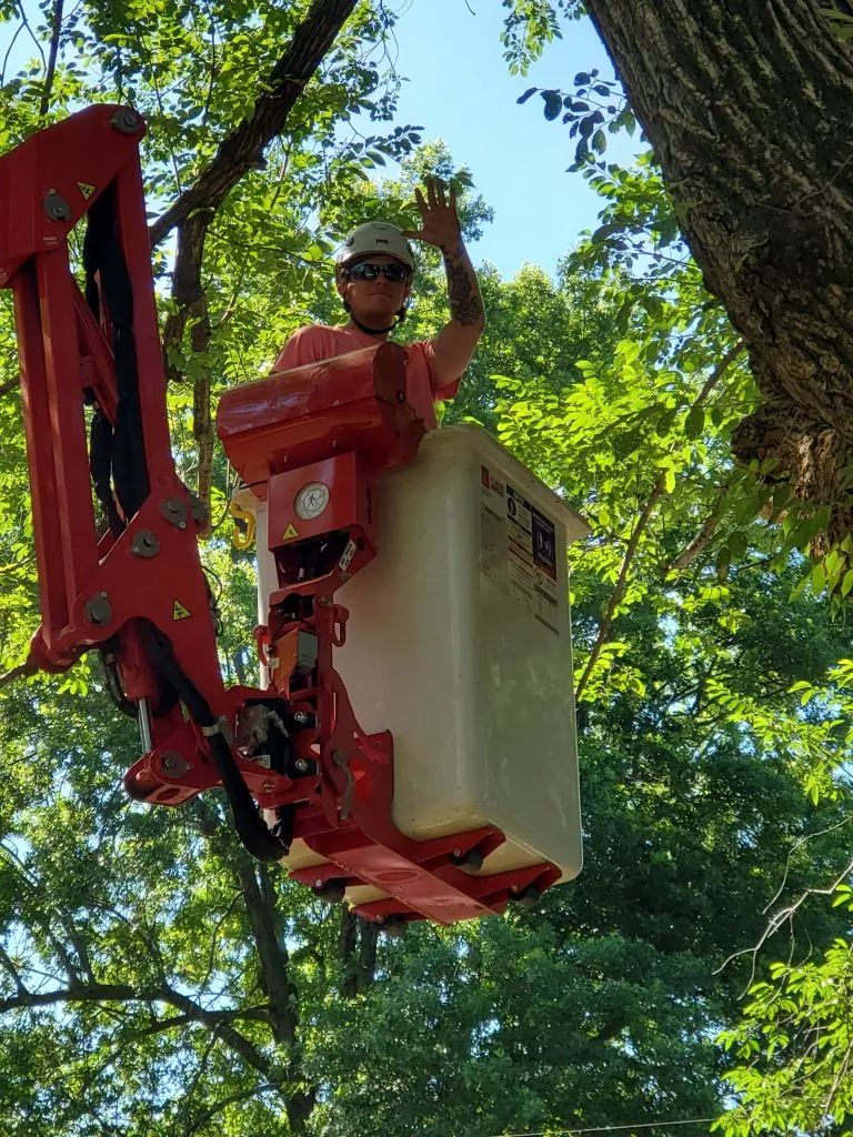 tree cutting service