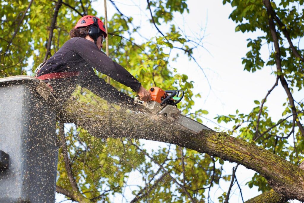 tree cutting service