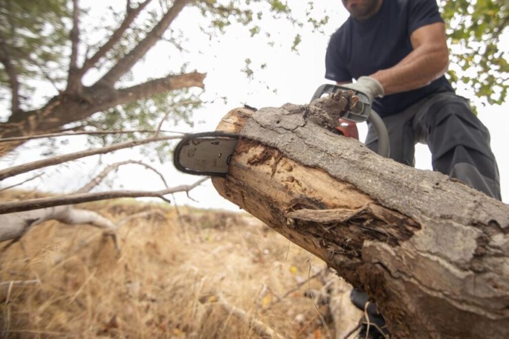 tree stump grinder