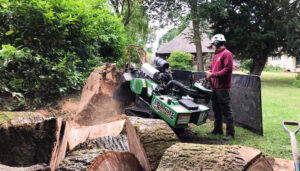 Tree Root Removal