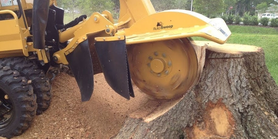 Tree Root Removal