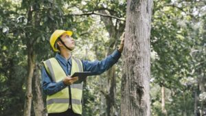 tree removal services sydney