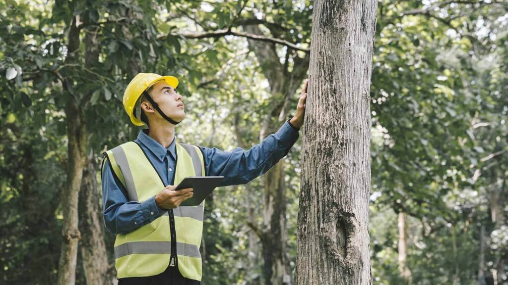 tree removal services sydney