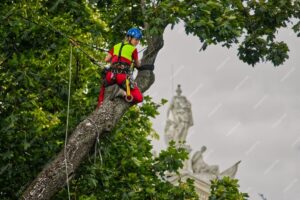 tree removal cost sydney