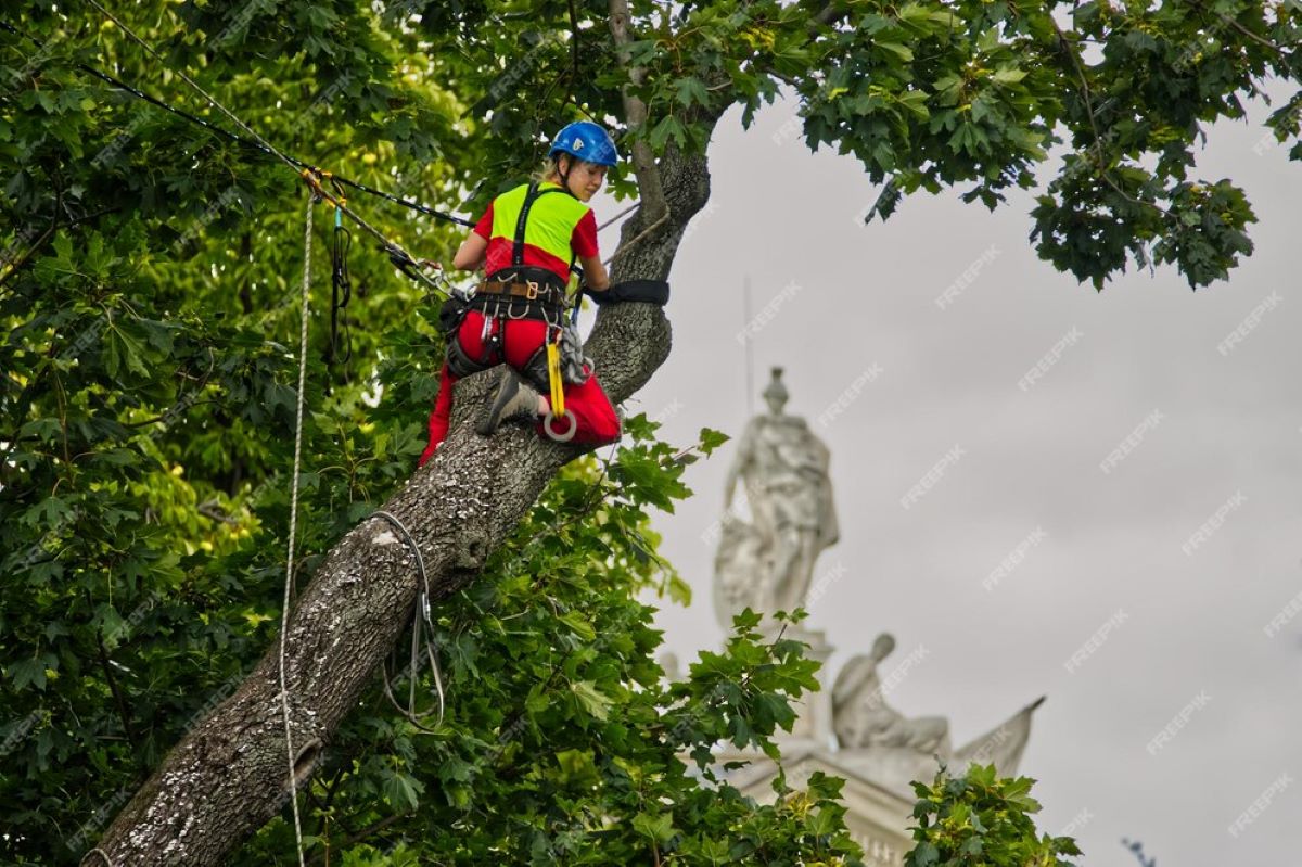 tree removal cost sydney