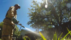 Comparing the Best Termite Control Services in NSW