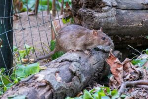The Fastest Methods for Safe Rat Removal Sydney from Your Property
